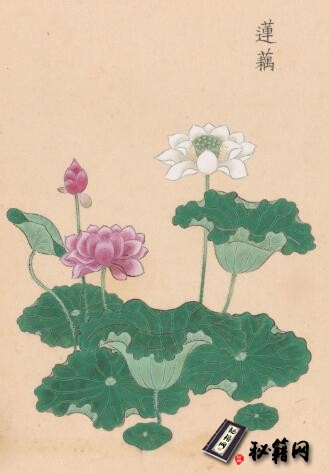 古籍电子书-庶物类纂图翼. 二十八册. 江户中期. 户田要人等编. 安永八年写绘本